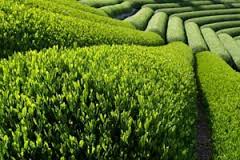 افزایش تولید چای ایرانی/ کاهش ۱۲ درصدی واردات چای خارجی