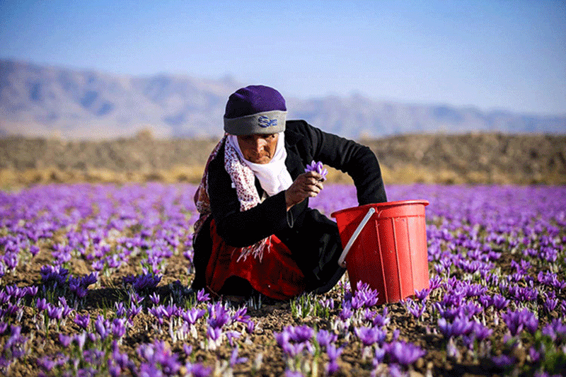 درخواست ده ها هزار کشاورز زعفران کار از مسئولان
